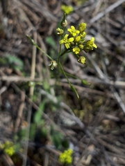 Draba nemorosa
