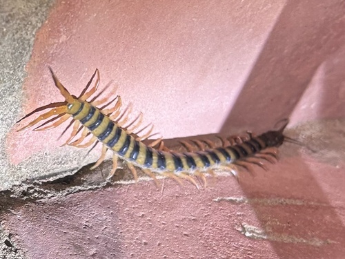 Red-headed Centipede