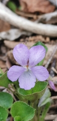 Viola sacchalinensis