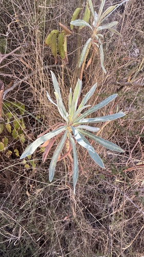 Mediterranean spurge