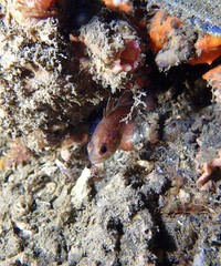 Vincentia novaehollandiae