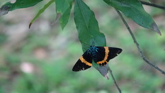 Milionia zonea pryeri