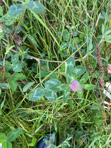 Red Clover