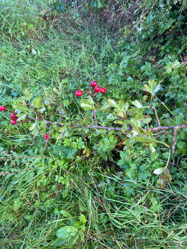 common hawthorn