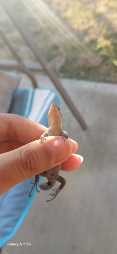 Common Five-lined Skink observed by axel829e06