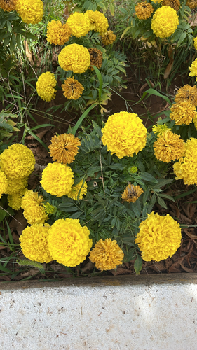 Mexican Marigold