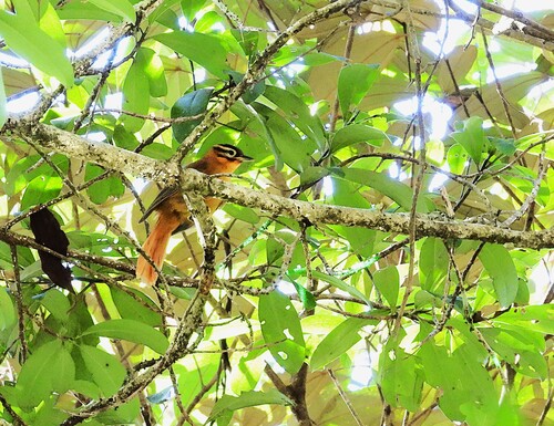 Black-capped Foliage-gleaner