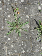 Crepis vesicaria