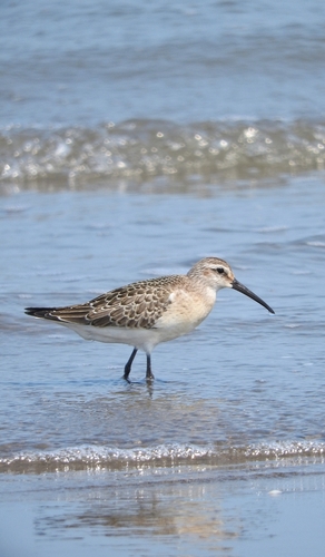 Curlew Sandpiper