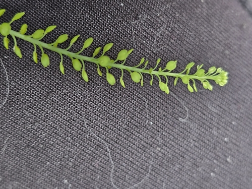 Lepidium densiflorum observed 2026-09-15