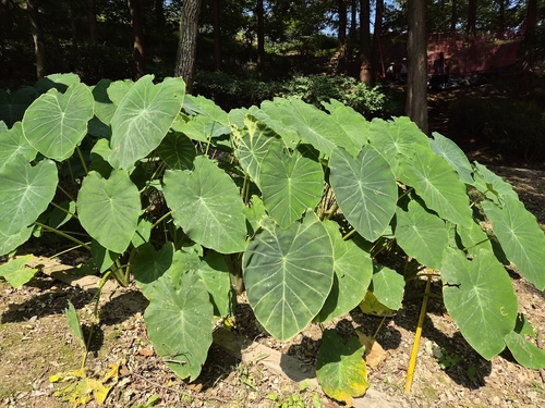 Taro