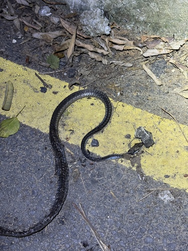 Vietnamese Bronzeback