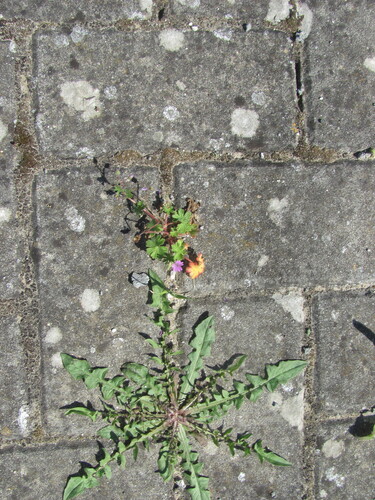 Crepis vesicaria, photograph 2
