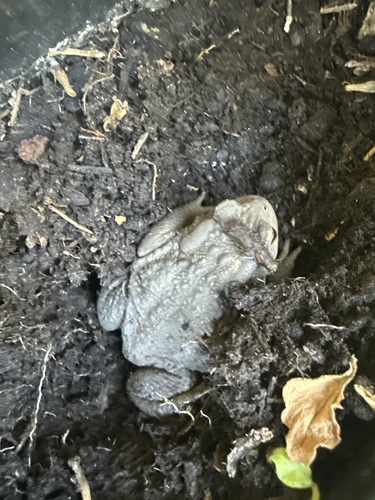 European Toad