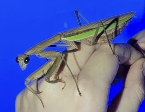 Chinese Mantis