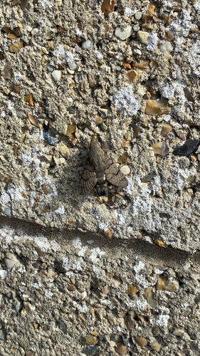 Eurasian Hummingbird Hawkmoth