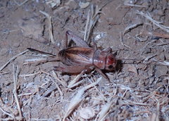 Gryllus lineaticeps