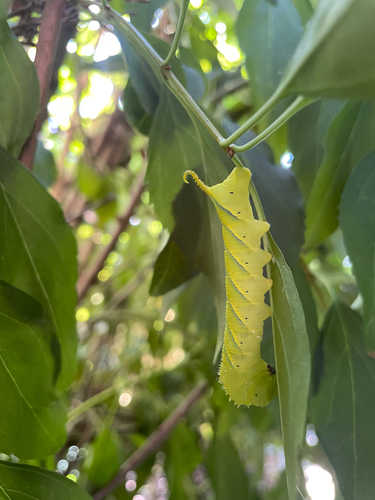 Death's Head Hawkmoth