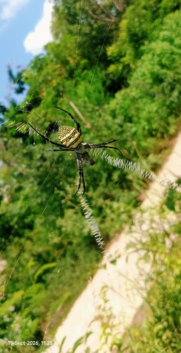 Oval Saint Andrew's Cross Spider