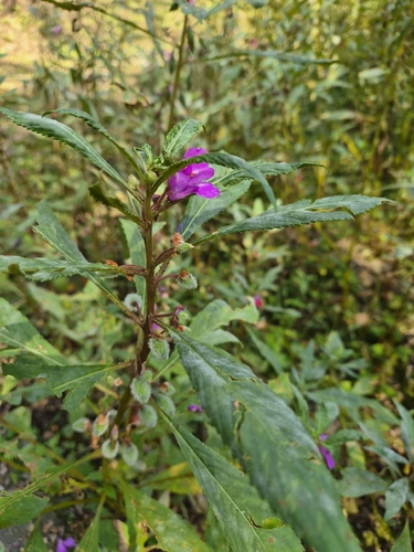 Garden balsam
