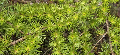 larches