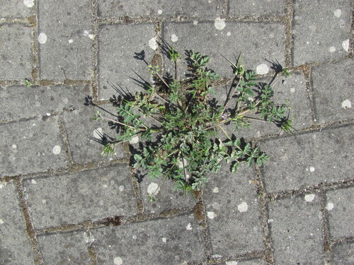Musky stork's bill (Erodium moschatum)