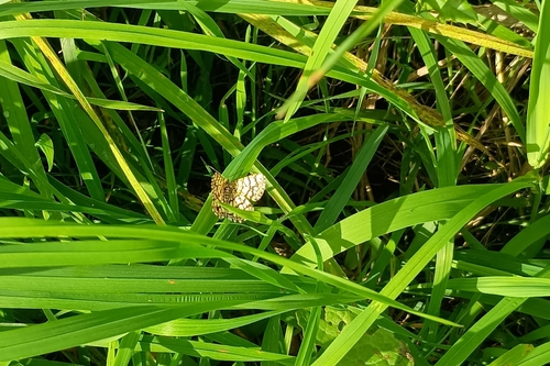 Latticed Heath