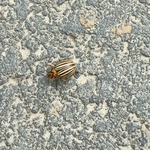 Colorado Potato Beetle