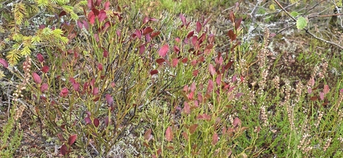 common bilberry