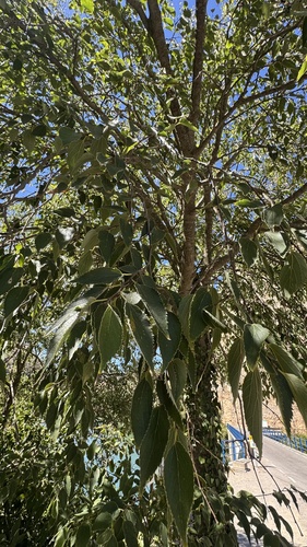 Nettle tree
