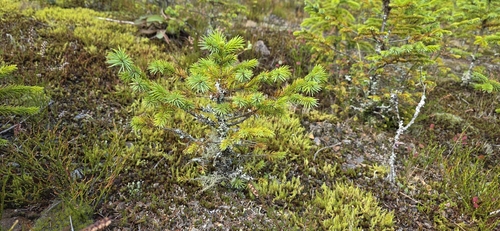 Sitka spruce