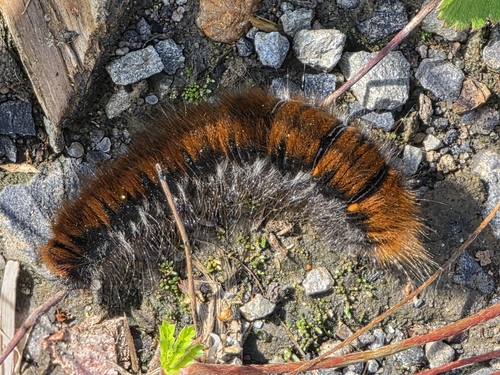 Fox Moth