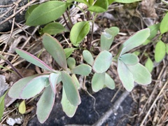 Hylotelephium telephioides