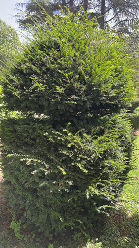common yew