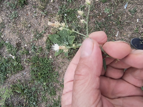 diffuse knapweed