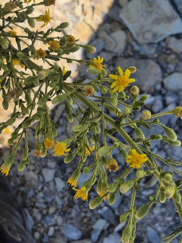 false yellowhead