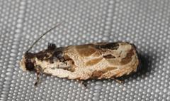 Olethreutes griseoalbana