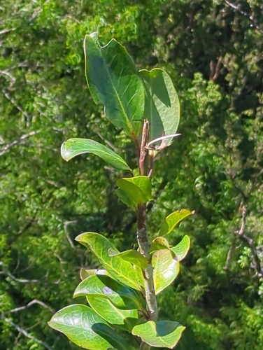 Ilex anomala observed 2026-09-13