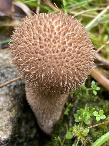 Dusky Puffball