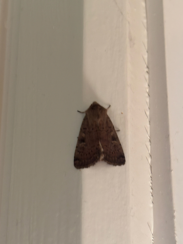 Square-spot Rustic