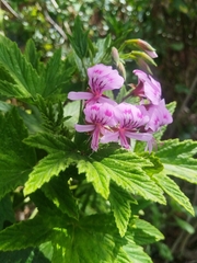 Pelargonium citronellum, photograph (c) Jared Zachary Herman, some rights reserved (CC BY)