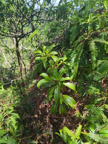 Psychotria mariniana observed 2026-09-13