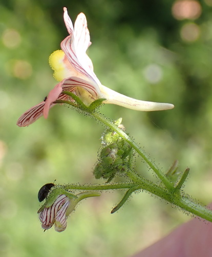 Nemesia versicolor, photograph 4