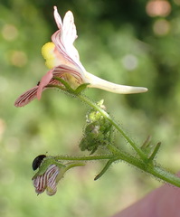Nemesia versicolor, photograph (c) Nicola van Berkel, some rights reserved (CC BY-SA)