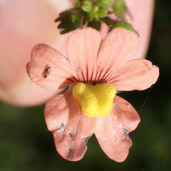 Nemesia versicolor, photograph (c) Nicola van Berkel, some rights reserved (CC BY-SA)