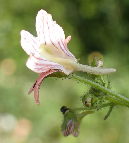 Nemesia versicolor, photograph 2