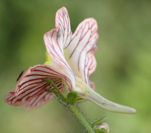 Nemesia versicolor