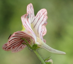 Nemesia versicolor