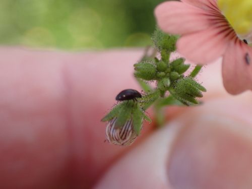 Nemesia versicolor, photograph 1