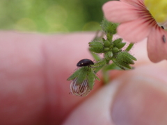 Nemesia versicolor, photograph (c) Nicola van Berkel, some rights reserved (CC BY-SA)